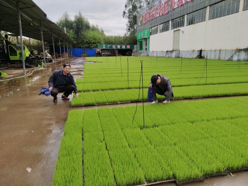 賀州市農機技術推廣站開展水稻工廠化育秧技術指導與春耕服務